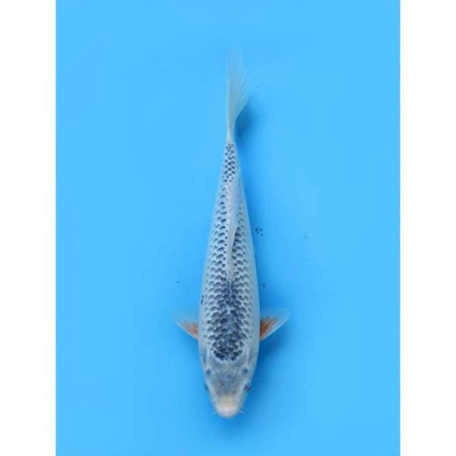 Asagi , 38cm