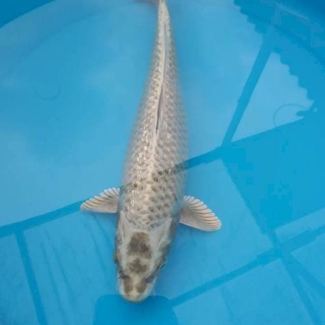 Mukasi gindrin 30 cm