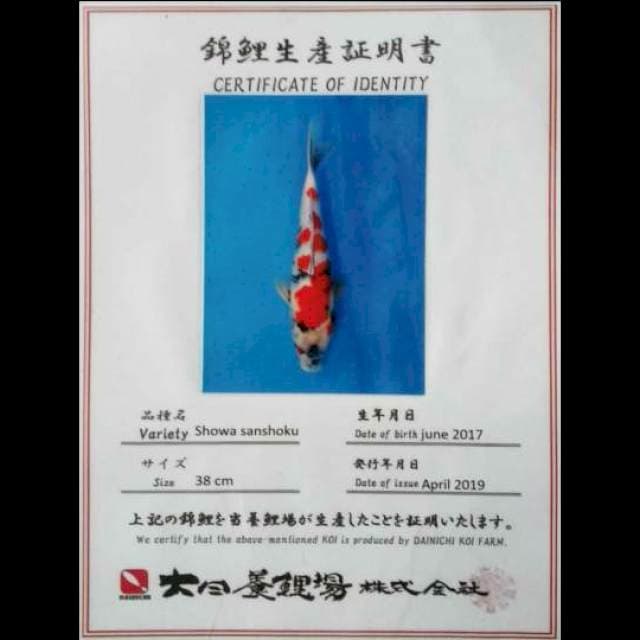 Dainichi showa sertifikat