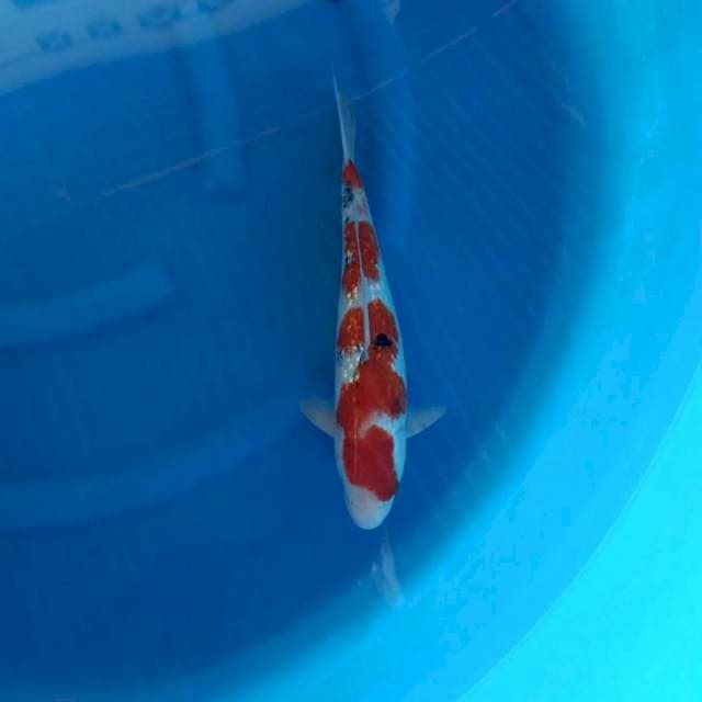 Sanke Ginrin 35 Cm