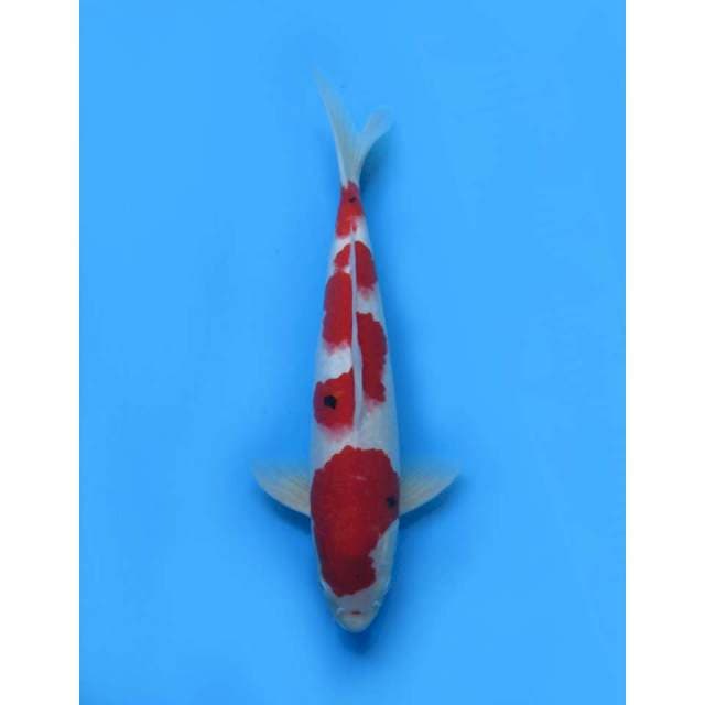 Red Sanke F1 - 38cm