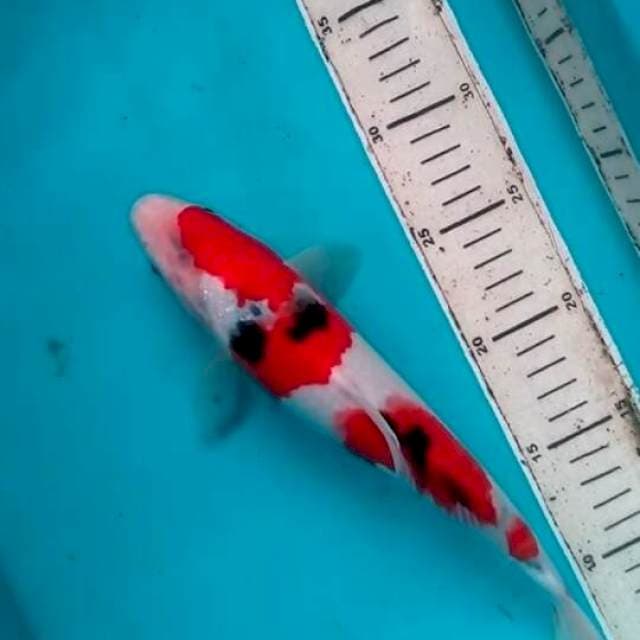 Sanke 30cm
