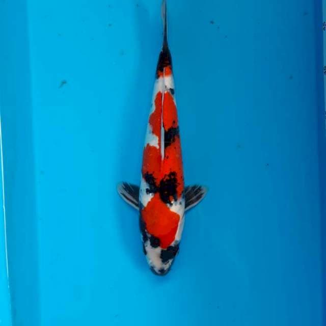 Showa 35cm Male