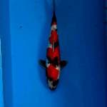 Showa 35cm Male