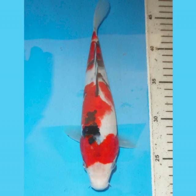 25cm SANKE