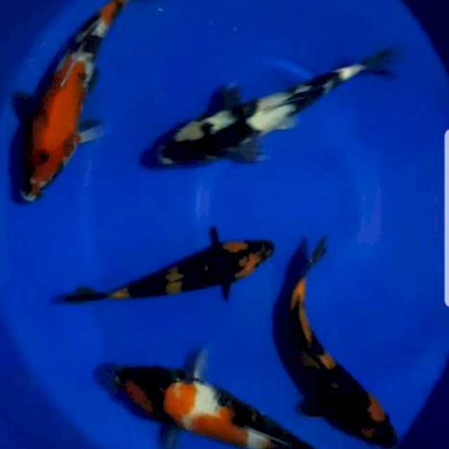 Showa.shiro 5 ekor Grade A