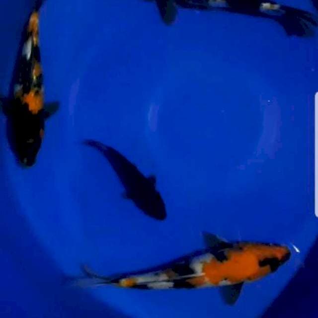 Showa 3 ekor plus karasu 1 ekor