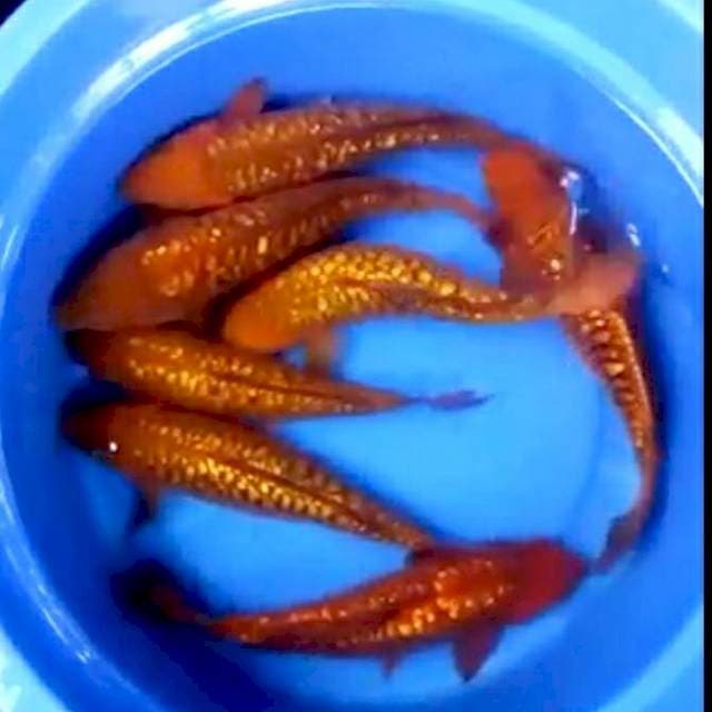 Chagoi ginrin aragoke tembaga