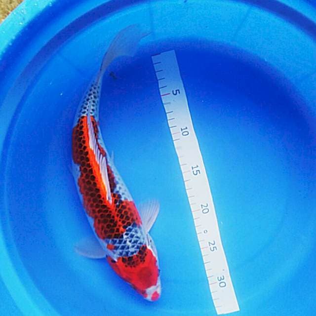 Red Kujaku 36cm