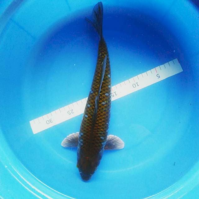 Ochiba 33cm male