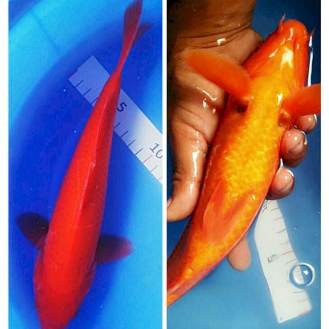 Benigoi plus 26cm male