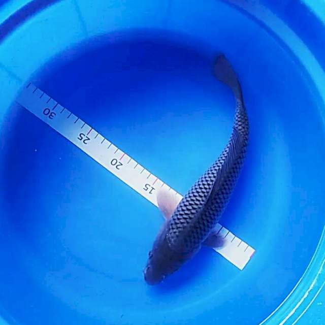 Soragoi 29cm