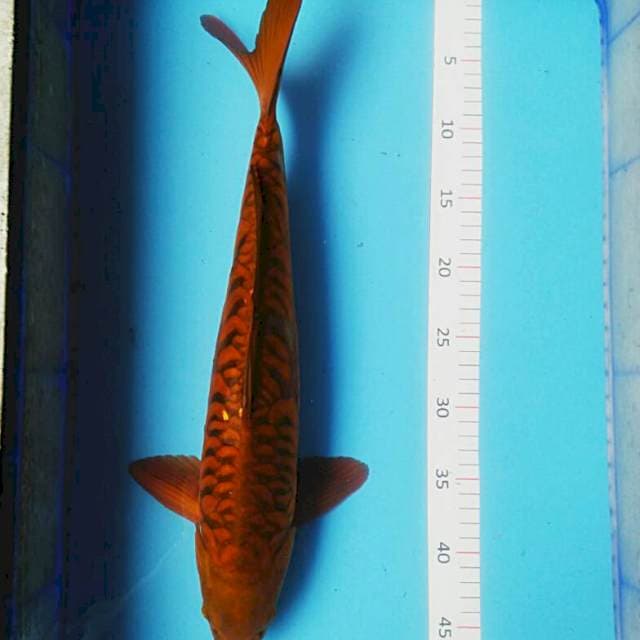 Dragon tembaga josss 45cm male