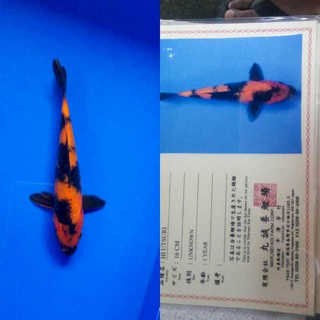 Hiutsuri import marusei