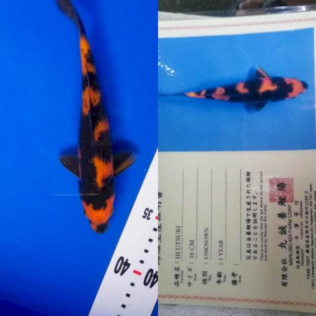 Hiutsuri import marusei