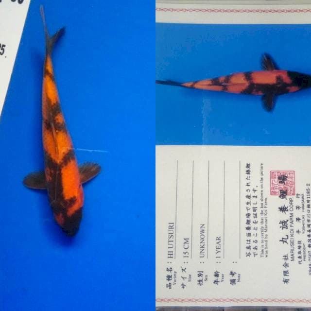 Hiutsuri import marusei