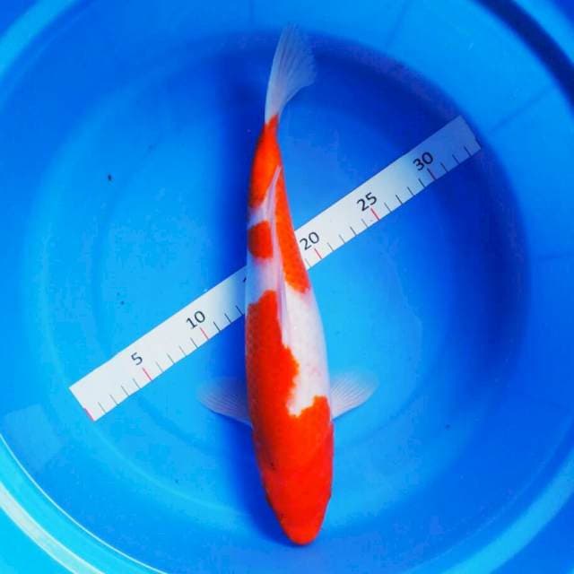 Kohaku 33cm male