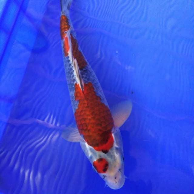 Goshiki male