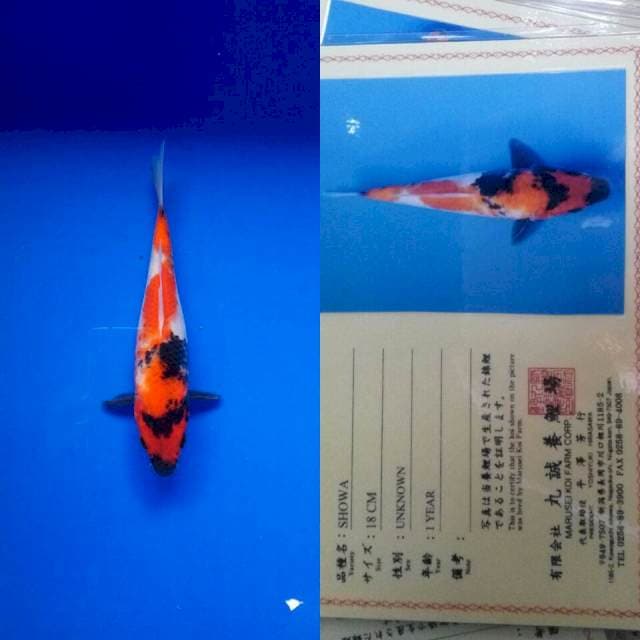 Showa import marusei