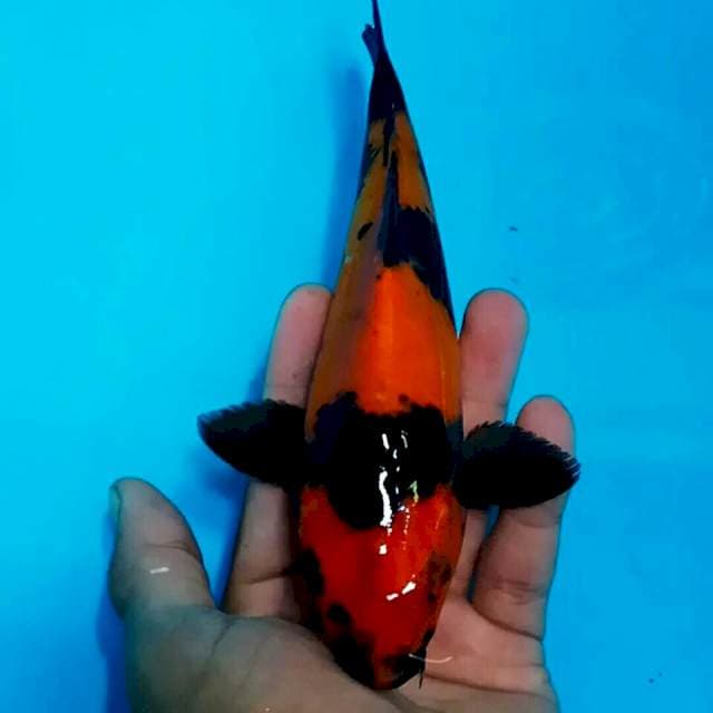Hi utsuri 20cm