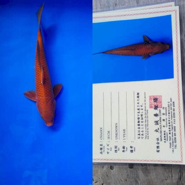 Chagoi import marusei