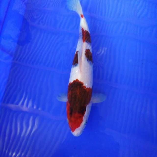 Budo male