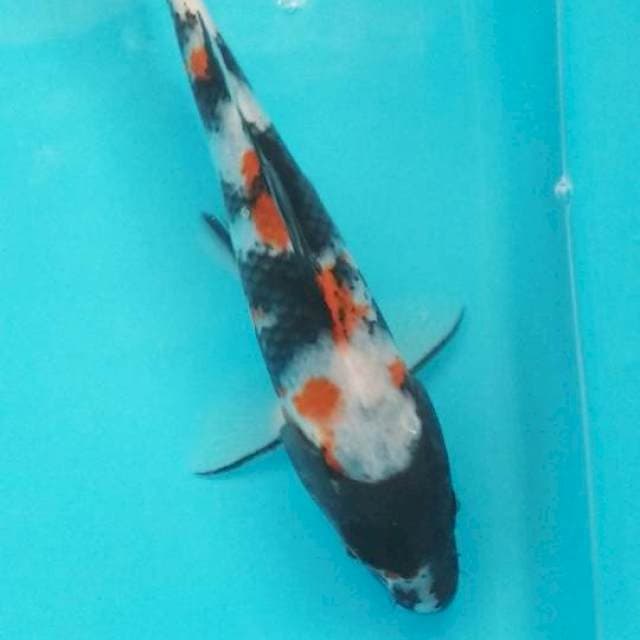 Showa 23 cm