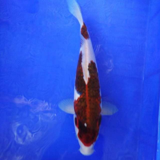 Budo 30cm male