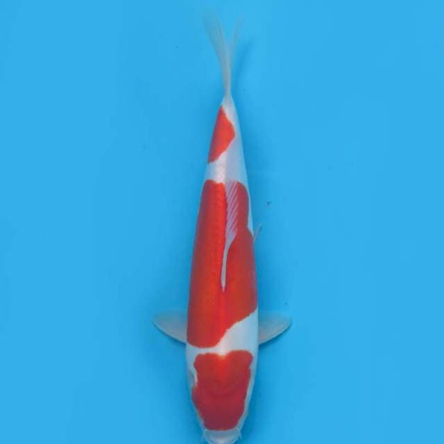 34cm , SQ Sandan Kohaku Doitsu Murni 