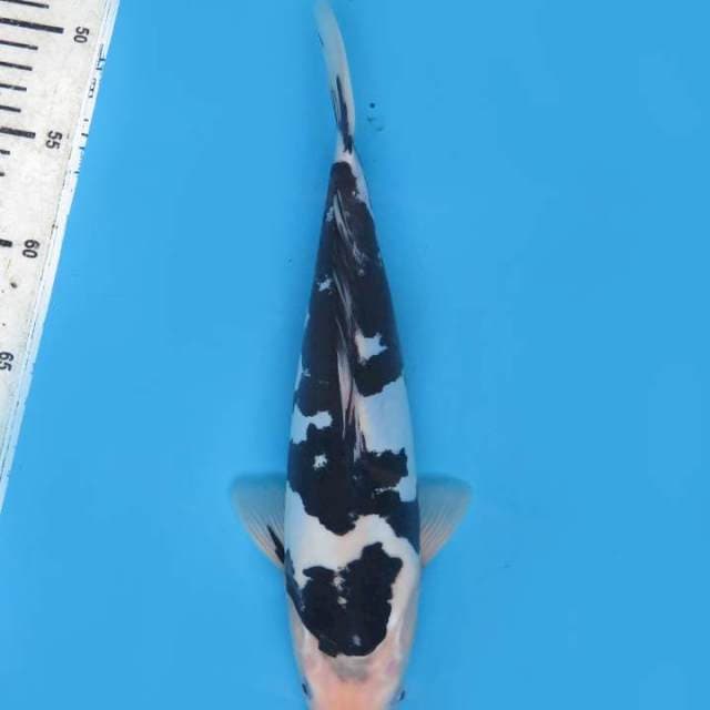 30cm , New Koleksi - Jet Black Bekko Doitsu 