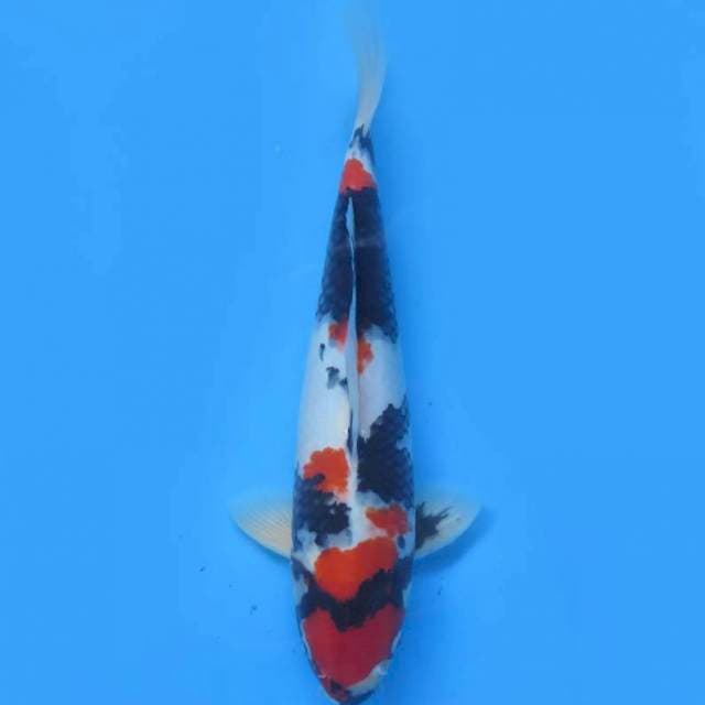 40cm , HQ Maruten Showa Sanshoku 