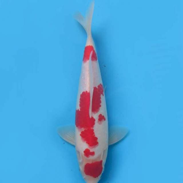 27cm , New Strong - Original Maruten Kohaku HQ
