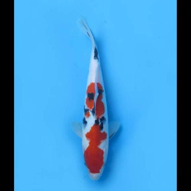 Sanke Putih Salju HQ - 27cm
