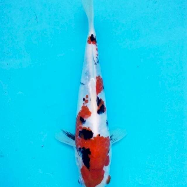 showa tategoi