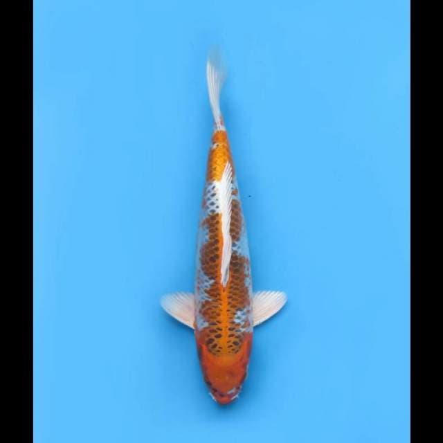 Jumbo Kujaku F1 - 42cm