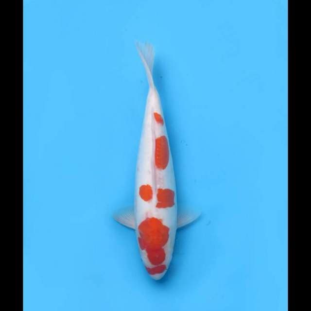 Jumbo Tosai Kohaku Doitsu - 38cm 