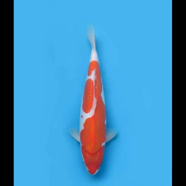 Kohaku Doitsu Jumbo Tosai - 33cm 