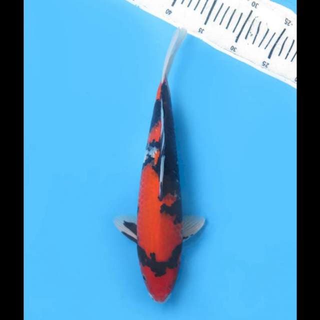 Showa Strong Calon Jumbo - 34cm 