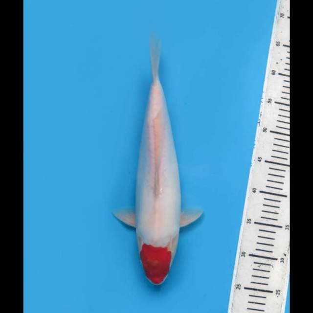 Red Tancho Doitsu Original - 36cm