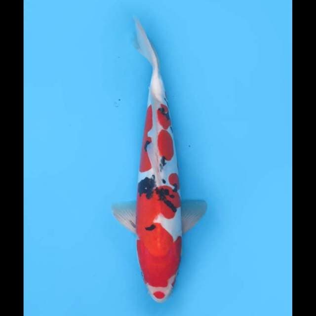 HQ Red Sanke Doitsu Murni - 35cm 
