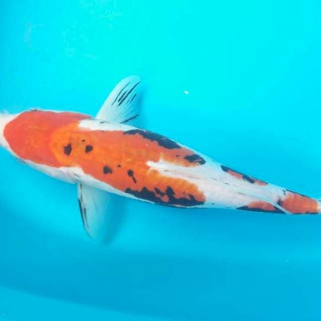 35 cm beni kumon