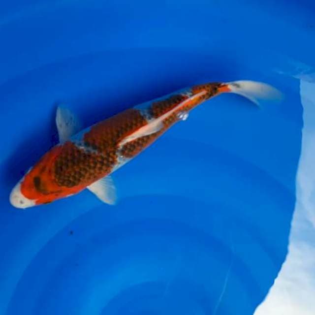 31 cm goshiki