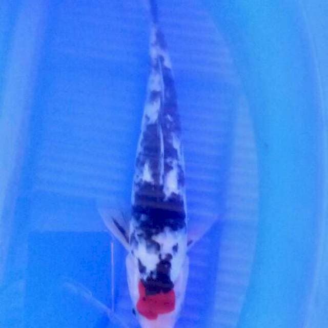 Tancho sanke 23 cm