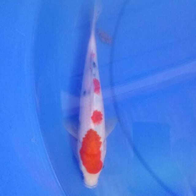 Sanke 24 cm