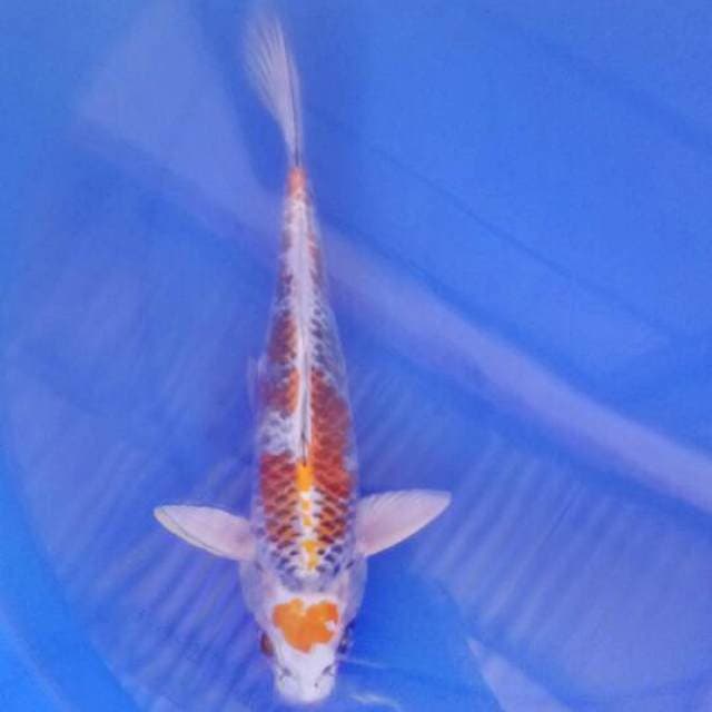 Kujaku 32 cm