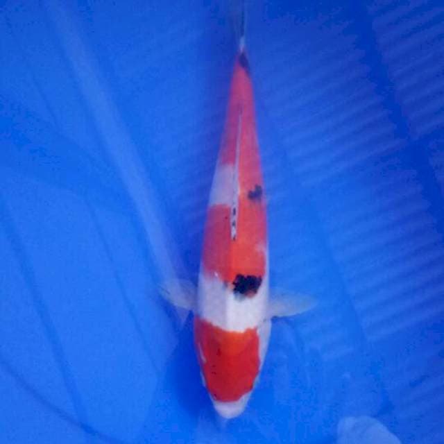 Sanke 30 cm