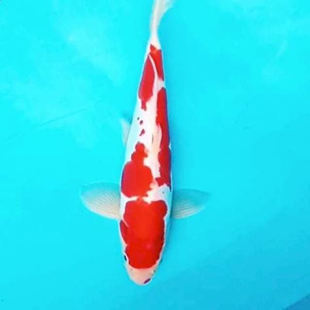 2. 28cm Doitsu Kohaku Murni 