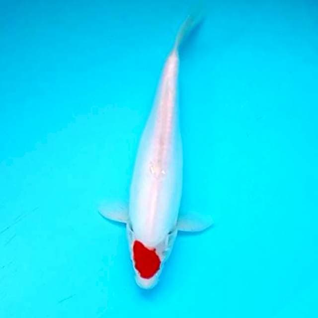 4. 28cm Tancho Doitsu Original