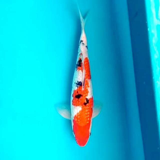 6. 28cm Sanke Ginrin Inazuma