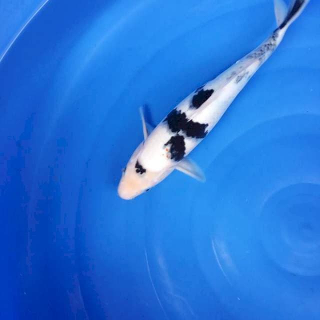 Bekko putih